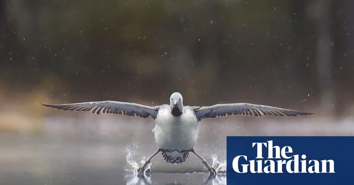 Comedy Wildlife Awards 2025 – in pictures - The Guardian