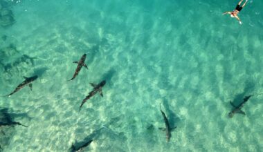 Sharks from species once thought harmless kill and eat snorkeler in feeding frenzy