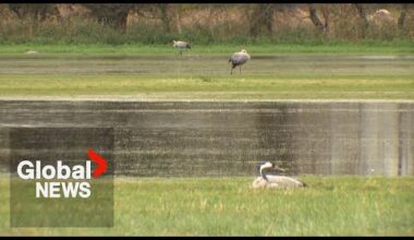 Germany: Never experienced anything like this”: Avian flu devastating crane populations, experts say | The Transmission