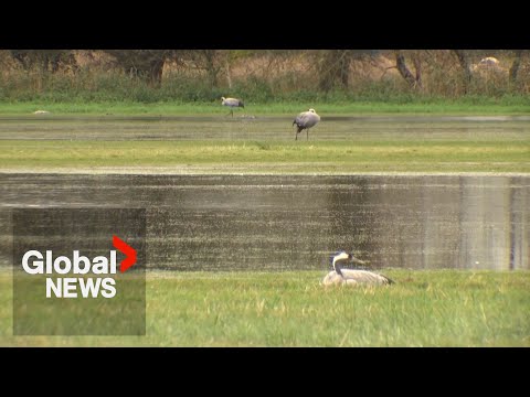 Germany: Never experienced anything like this”: Avian flu devastating crane populations, experts say | The Transmission