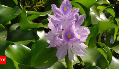 Water hyacinth: Bengal’s infamous ‘terror’ that chokes waterways yet hides powerful nutritional secrets from BP to heart health |