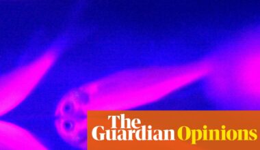 Leading conservationists just decided that genetically engineering wild animals is OK – sometimes. They’re right | Helen Pilcher