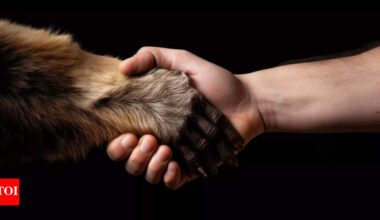 Can animals be left-handed or right-handed; the answer might shock you |