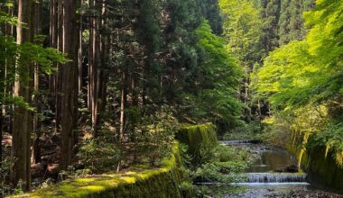 Decade of slowing deforestation offers hope for forests