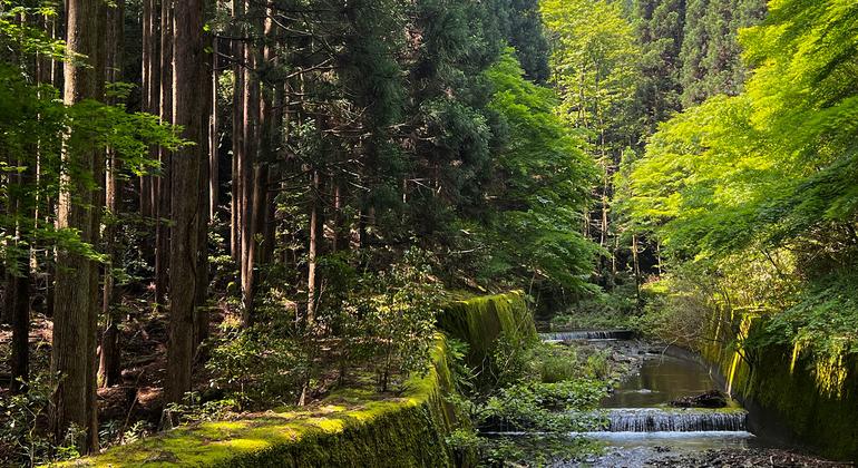 Decade of slowing deforestation offers hope for forests