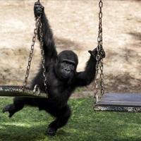 Baby gorilla rescued at Istanbul Airport to stay in Türkiye, officials say