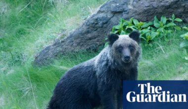 Bear attack survival tips released in Japan as encounters surge | Japan