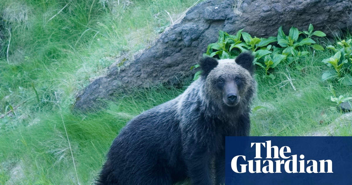 Bear attack survival tips released in Japan as encounters surge | Japan