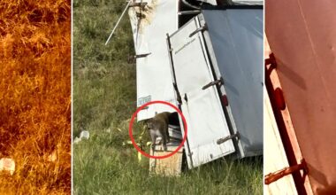 University Denies Monkeys That Escaped in Truck Crash Were Infected With Horrific Diseases