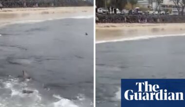 Shark feeding frenzy spotted near shore at popular Australian surf beach | Queensland