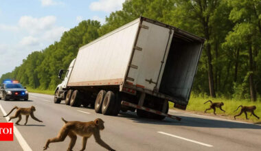 Monkey madness in Mississippi: Lab monkeys escape from truck after highway crash | World News