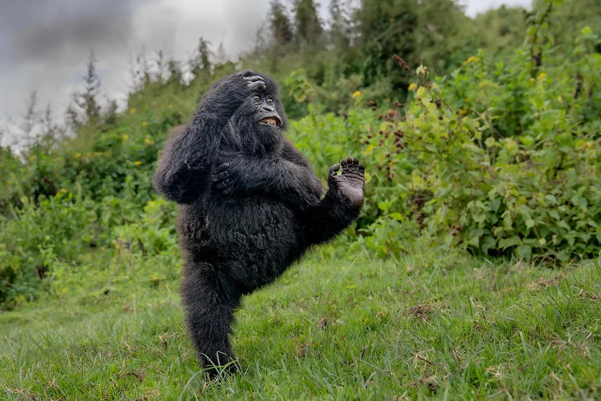 Gorilla caught marching with one hand to it's chest and the other in the air.