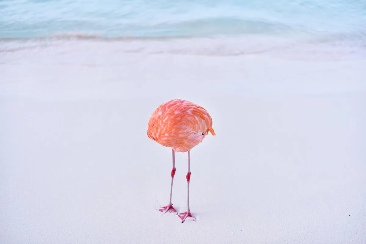 Flamingo curled into it's body to appear like a ball on legs. 