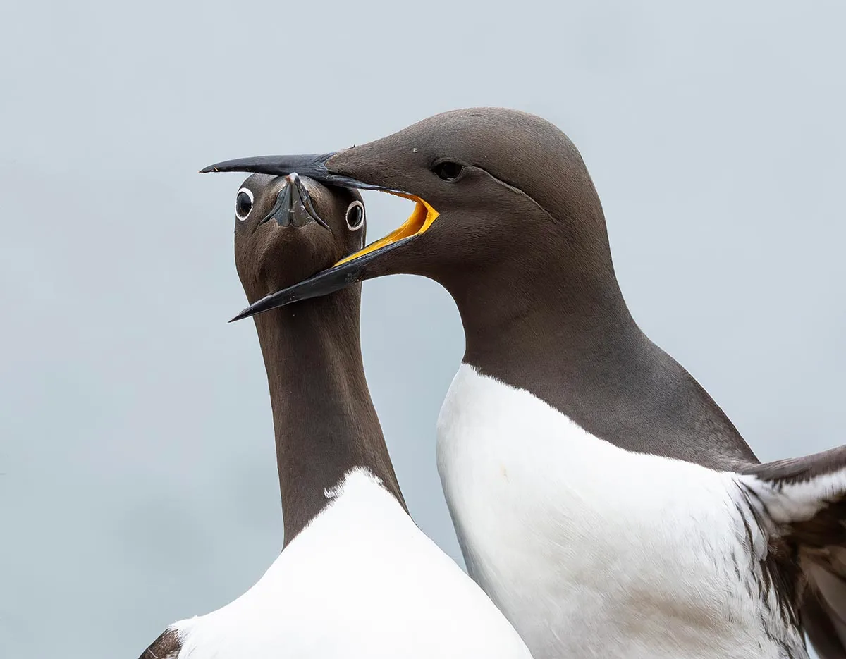 Two Bridled Guillemots with one putting it's mouth around the others head. 