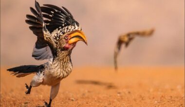 Singing lions, posing monkeys and a ‘smoking’ duck: finalists of Comedy Wildlife Awards 2025 revealed