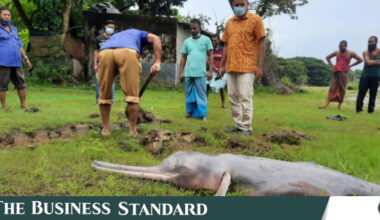 What is taking a toll on Halda’s dwindling freshwater dolphins?