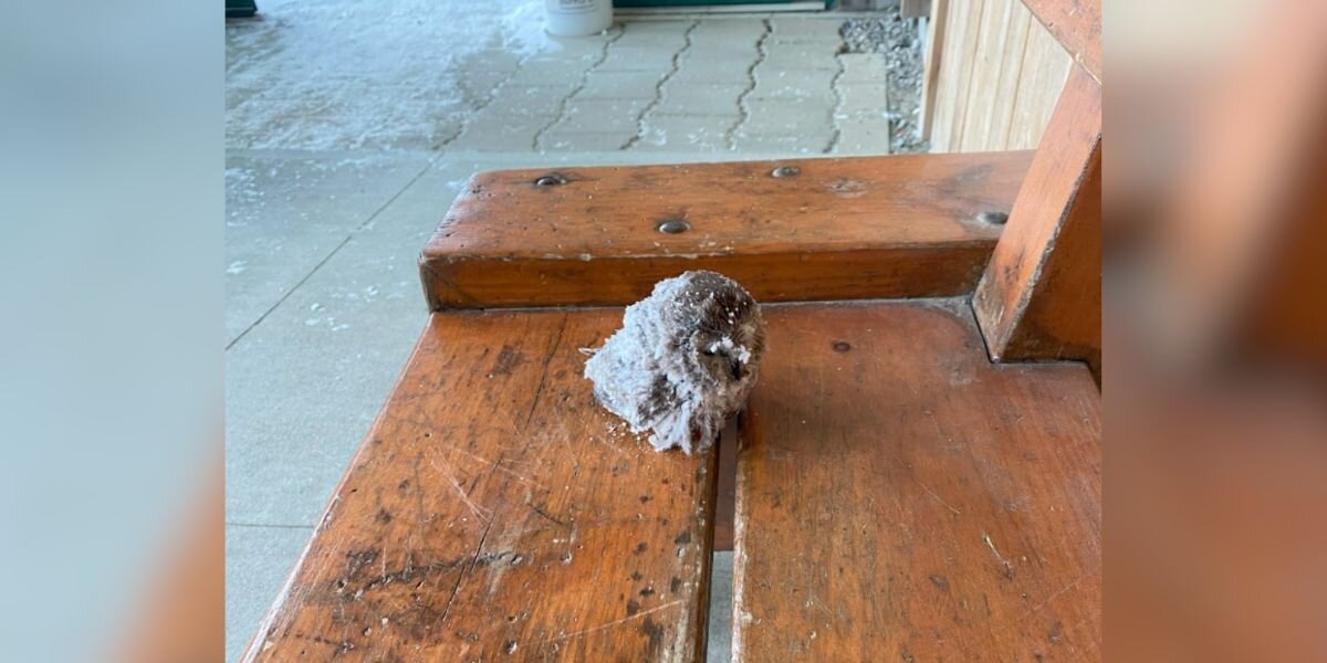 Interns Find Little Animal With Eyes 'Frozen Shut' And Scoop Her Out Of Snow