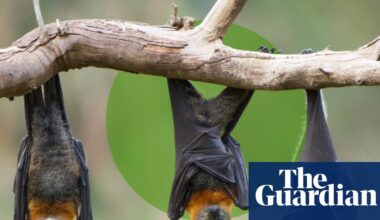 Bats in the ’burbs: how to give nature’s nighttime acrobats a helping hand | Environment