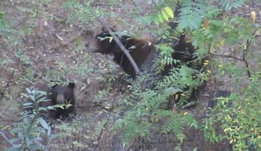 Mama bear and her cubs spotted lounging in tree in backyard of home in Encino neighborhood off Ashley Oaks