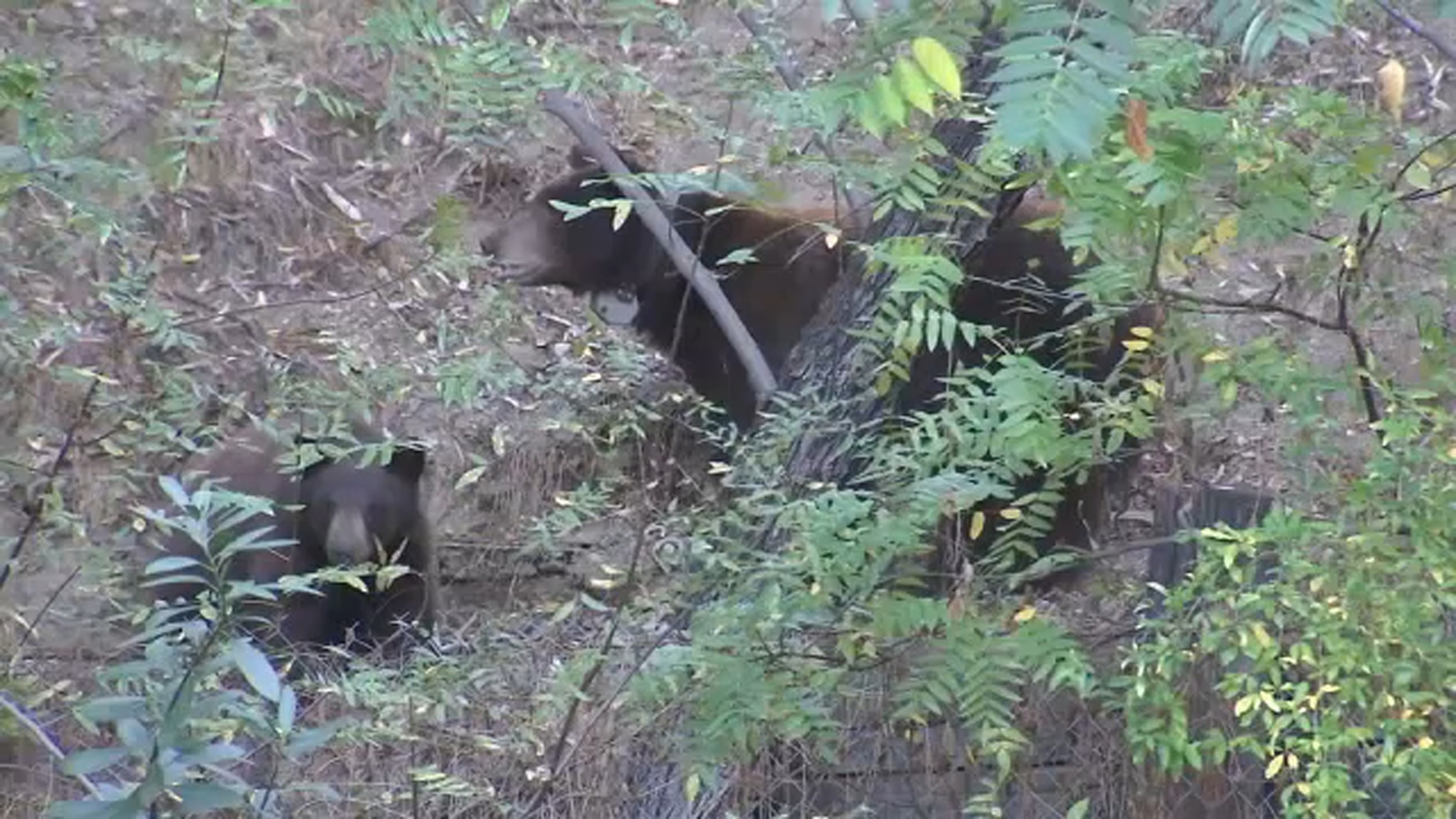 Mama bear and her cubs spotted lounging in tree in backyard of home in Encino neighborhood off Ashley Oaks