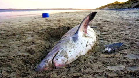 David Scott The shark lies in sand at Reiss.