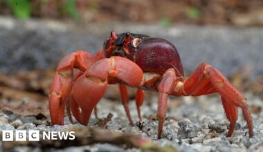 Christmas Island red crabs begin annual migration