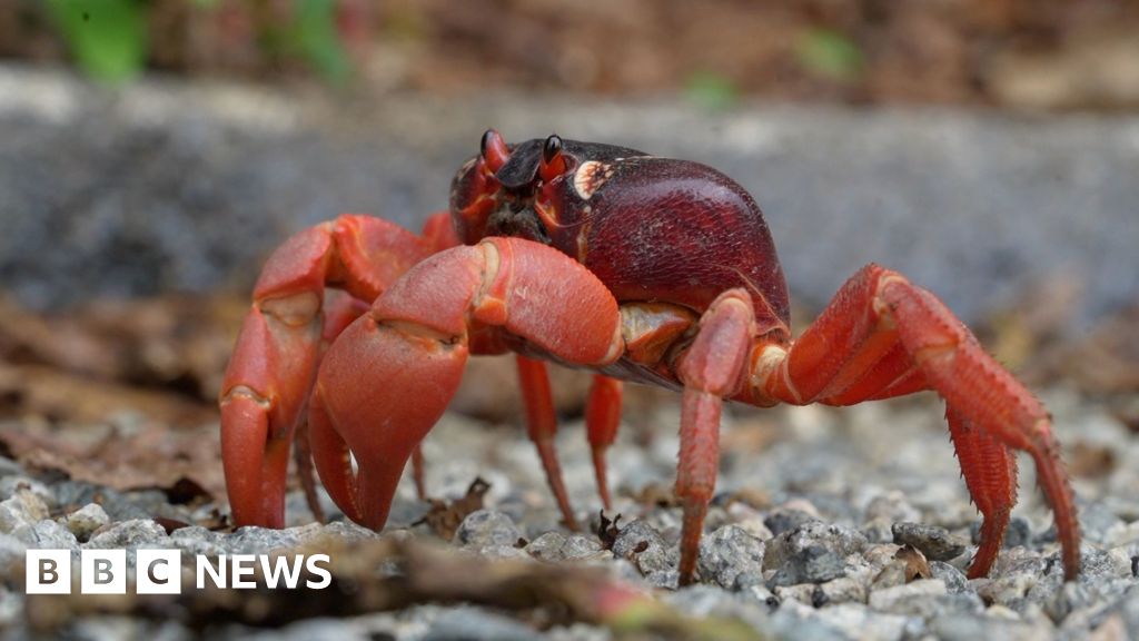 Christmas Island red crabs begin annual migration