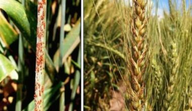 Pakistani, Chinese Scientists identify key Wheat Genes to fight fungal disease-INP