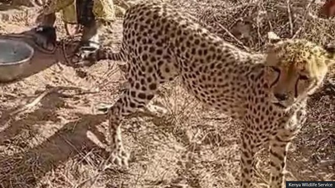 'It became one of the children' – Kenyan family on adopting orphaned cheetah cub