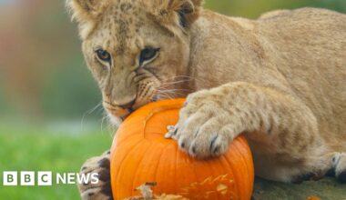 Lion cubs explore Whipsande Zoo pumpkin patch