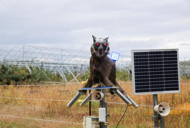 A robot named Monster Wolf, equipped with sensors capable of detecting wildlife, was installed to scare away bears, in Takikawa, Hokkaido Prefecture, Japan, on October 17, 2024.