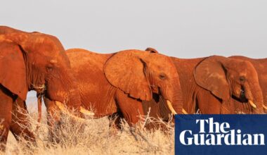 Ancient elephant migration routes are being blocked off – can anything stop the rising death toll? | Wildlife