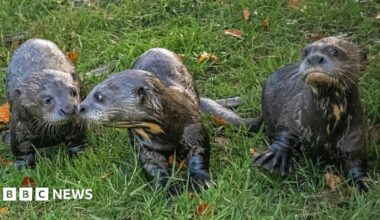Three grey giant otter cubs stood on green grass.