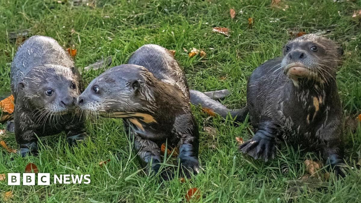 Three grey giant otter cubs stood on green grass.