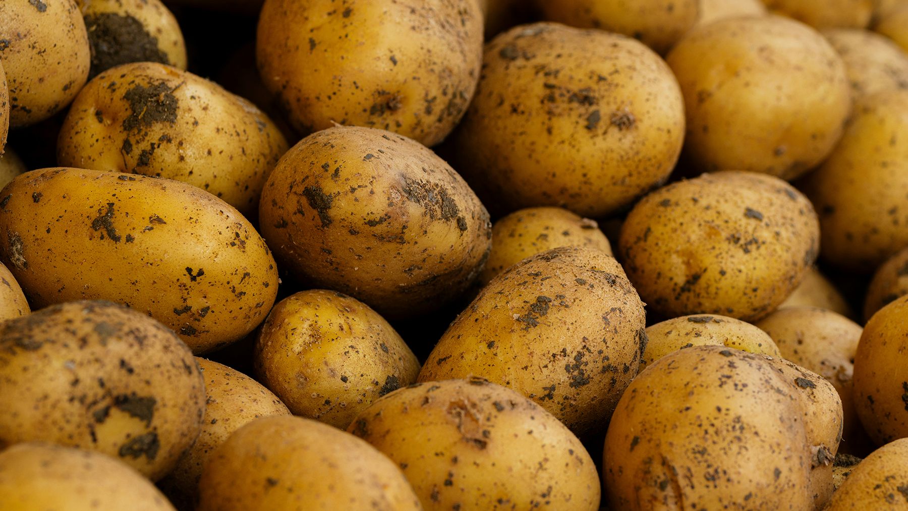 Amber root natural winter skin hydrator