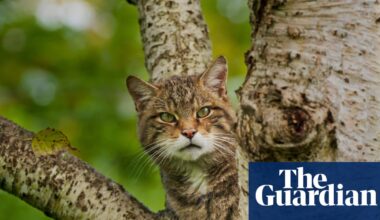 Week in wildlife: a ferocious wildcat, a cheeky seal and a disgruntled lioness - The Guardian