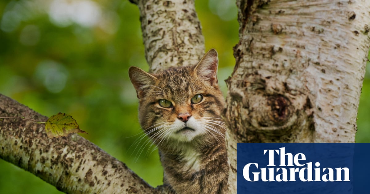 Week in wildlife: a ferocious wildcat, a cheeky seal and a disgruntled lioness - The Guardian