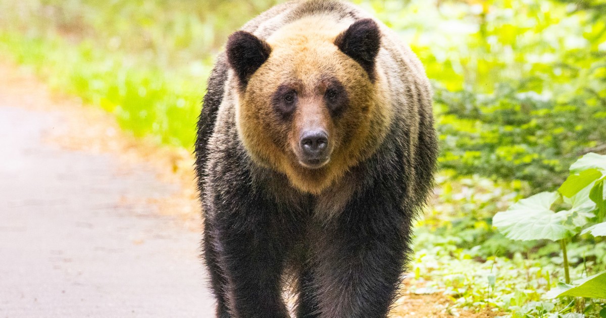 Bears have killed a record 7 people in Japan this year