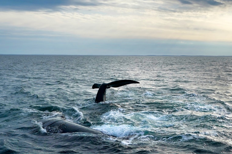 North Atlantic right whale.