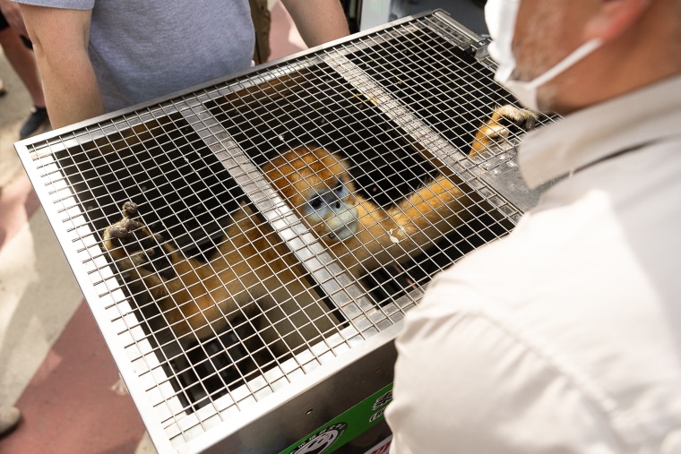 The arrival of the first Qinling golden monkeys at the Pairi Daiza animal park, in Brugelette.
