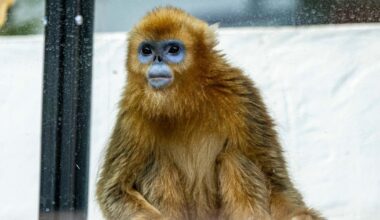 China's rare golden monkeys debut at European zoos, a possible successor to 'panda diplomacy'