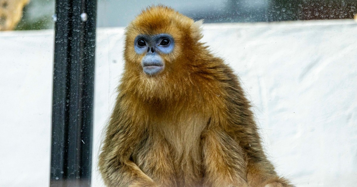 China's rare golden monkeys debut at European zoos, a possible successor to 'panda diplomacy'