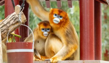 China's rare golden monkeys debut at European zoos, a possible successor to 'panda diplomacy'