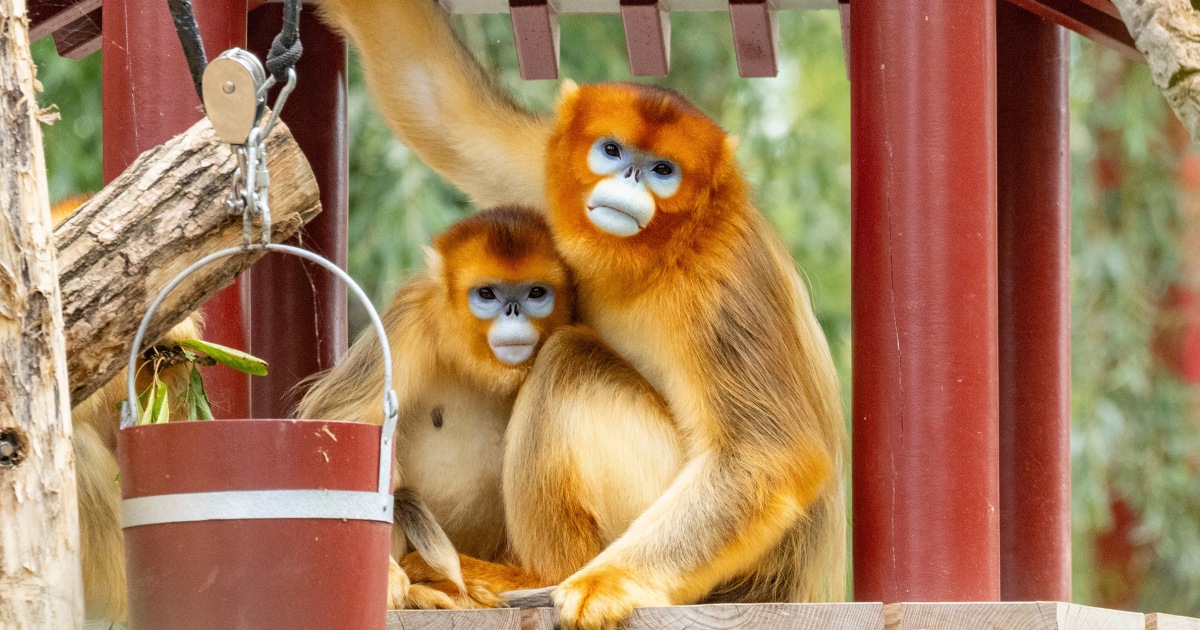 China's rare golden monkeys debut at European zoos, a possible successor to 'panda diplomacy'