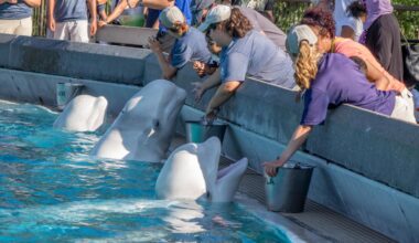 Thirty whales were left at a shuttered marine park. They now face execution