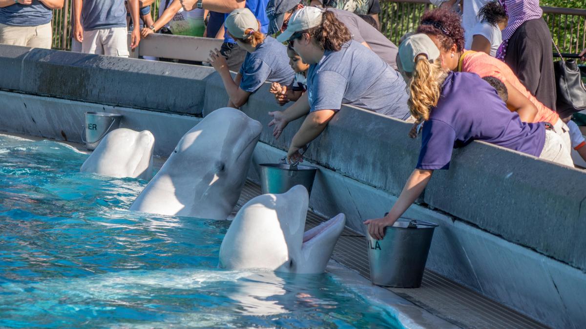 Thirty whales were left at a shuttered marine park. They now face execution