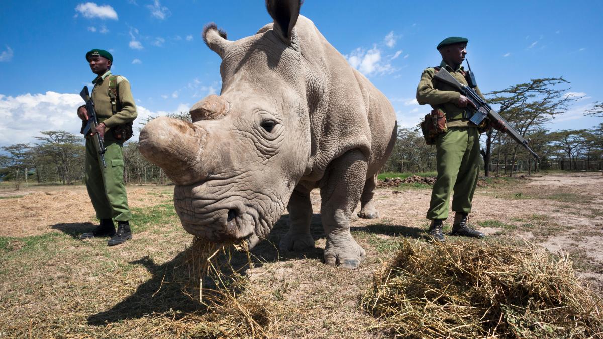 how to bring a species back from the dead