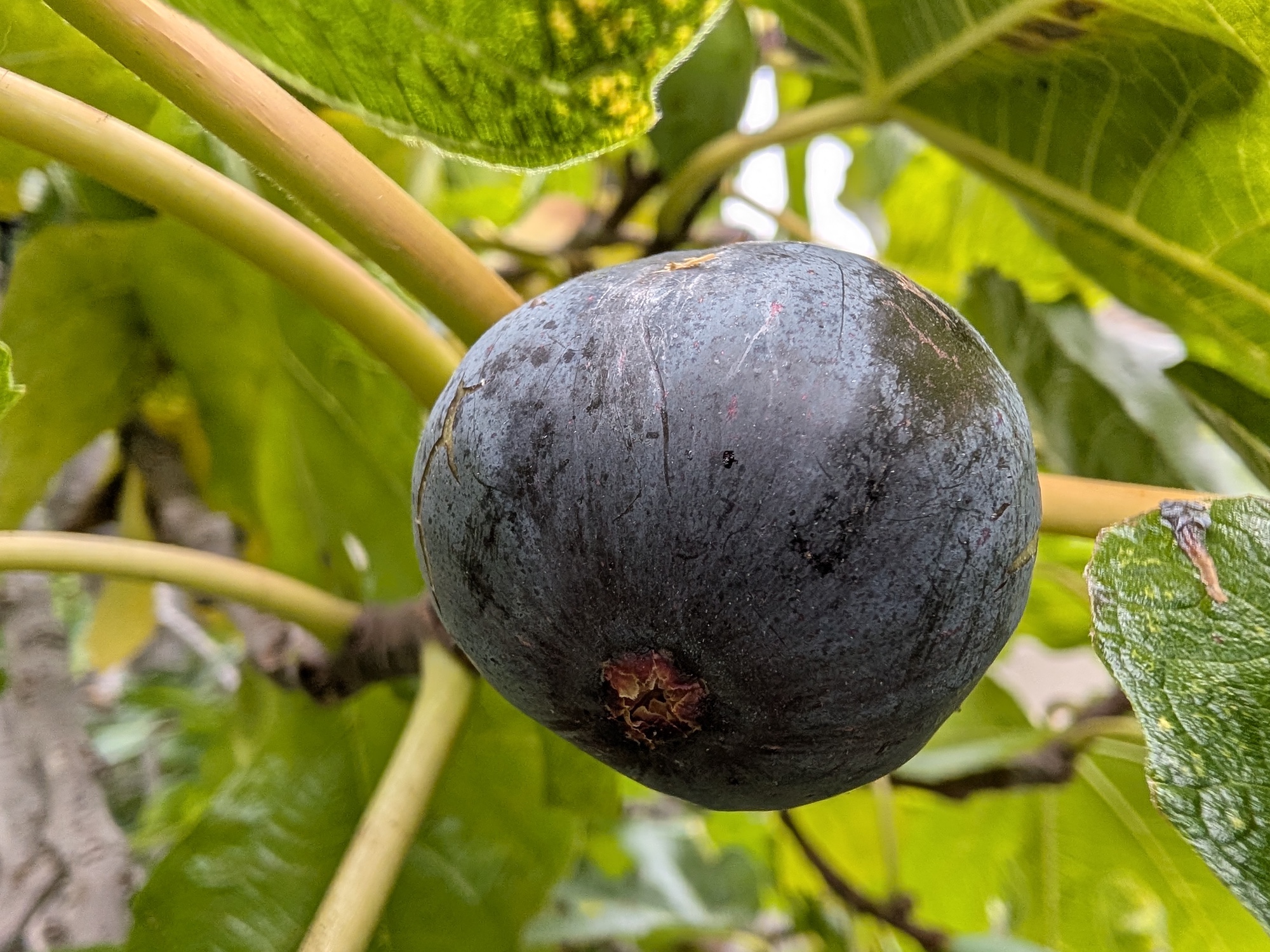 Fig shot by Pixel 10 Pro