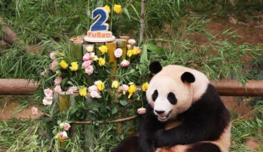 For China’s superstar pandas, fame comes at a cost - The Times