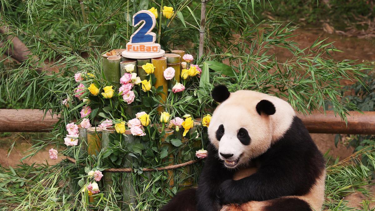 For China’s superstar pandas, fame comes at a cost - The Times